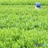 茶畑ぼうし♪