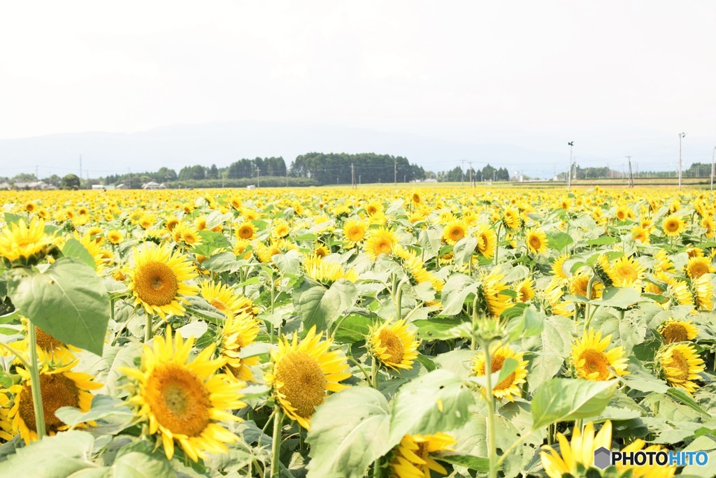 夏色　Summer flower