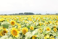 夏色　Summer flower