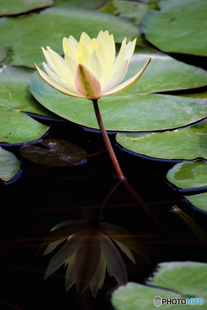 Reflection♪
