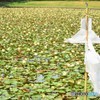 御池（みそぎ池）♪