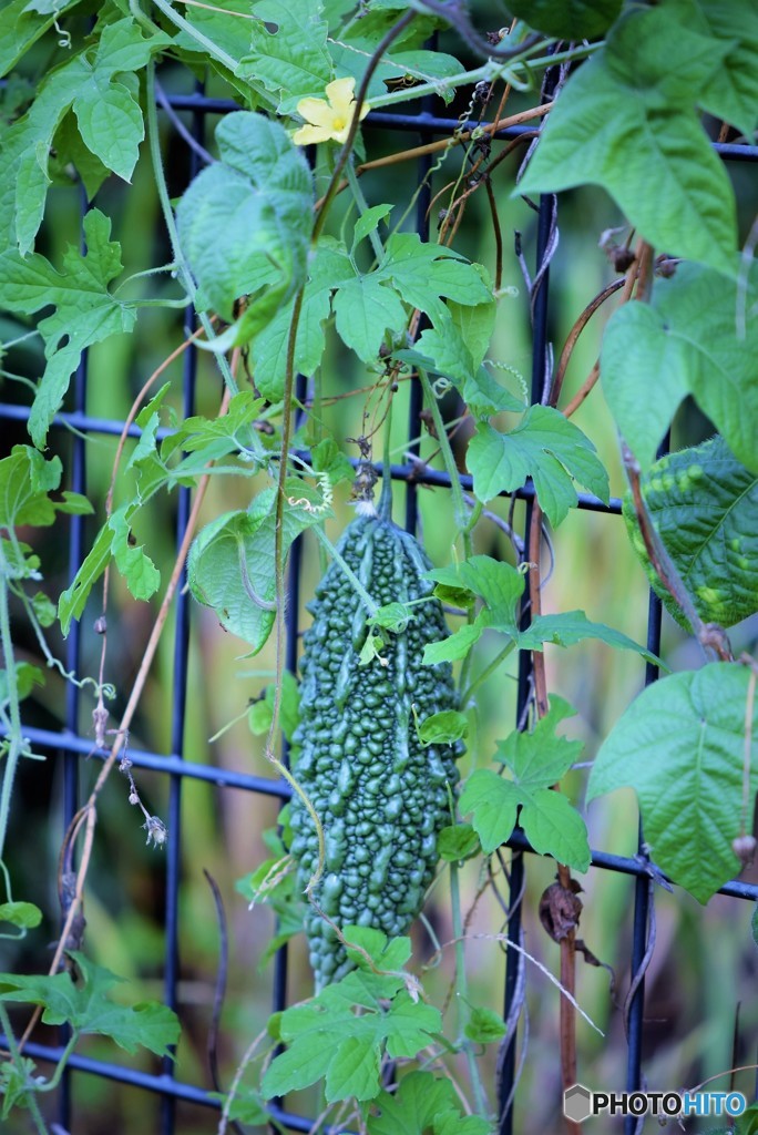 わが家の野菜たち　その４