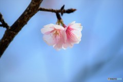 桜咲く♪