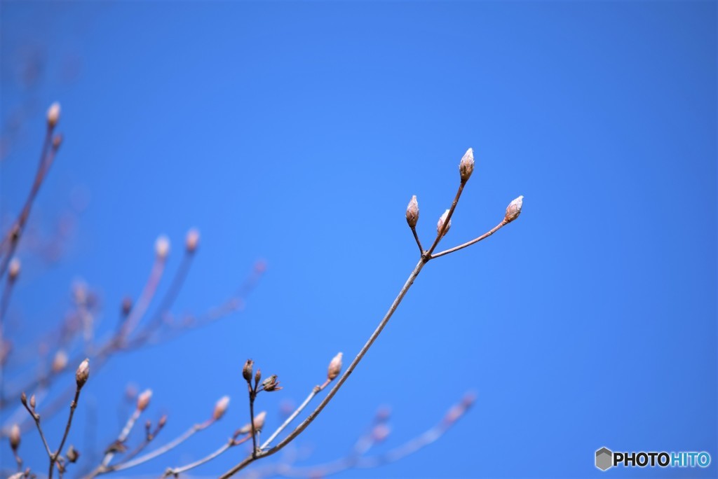 春を探しに