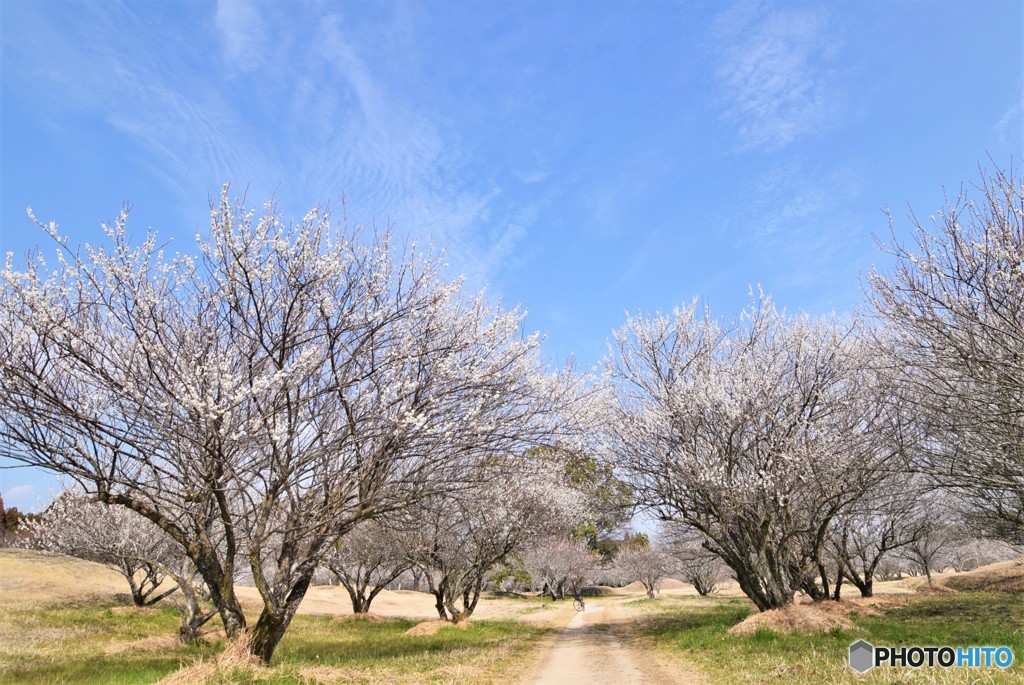 春の風景♪