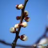 芽吹き♪