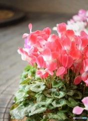 シクラメン小路