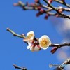 梅　空　青