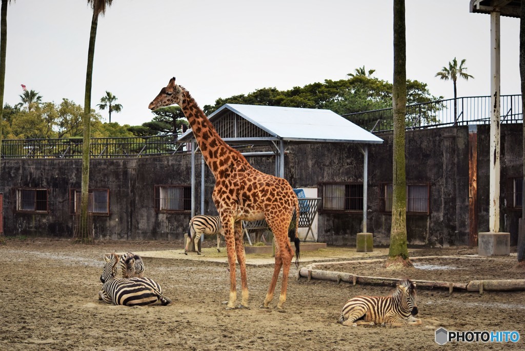 サバンナの風景