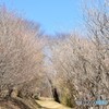春のトンネル　準備中