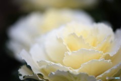 White Kale♪