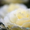 White Kale♪