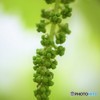 Baby grape♪
