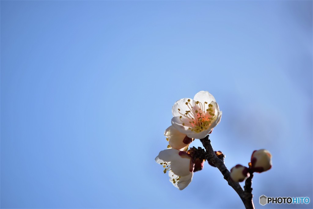 梅と青空♪