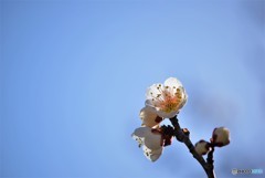 梅と青空♪