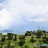 蘇鉄のある風景