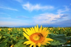 ひまわりと青空♪