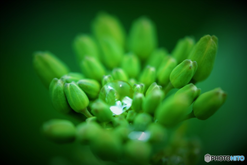 Green Drop♪