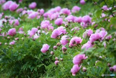 シャクナゲの花♪