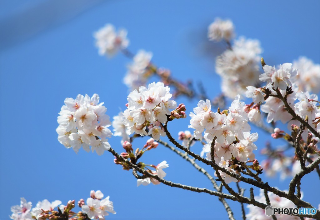 お花見日和♪