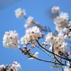 お花見日和♪