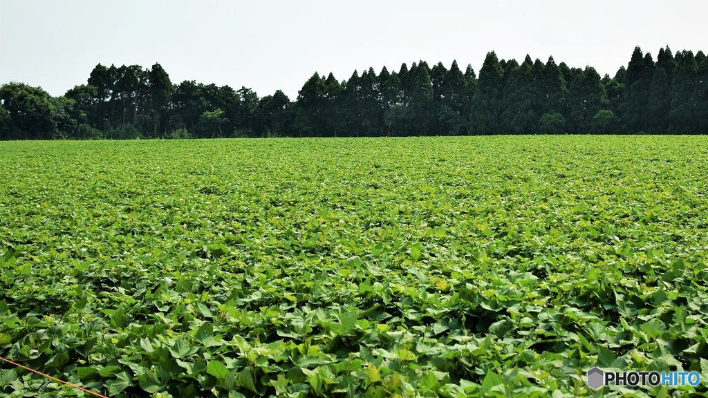 Sweet Potato Field♪