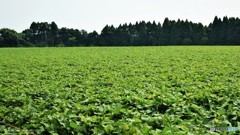 Sweet Potato Field♪