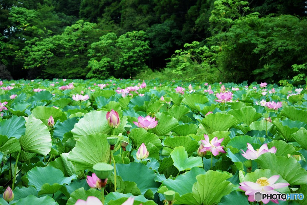 蓮池♪
