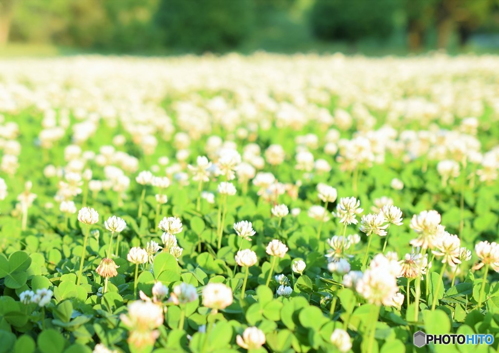 White Field ♪