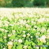 White Field ♪