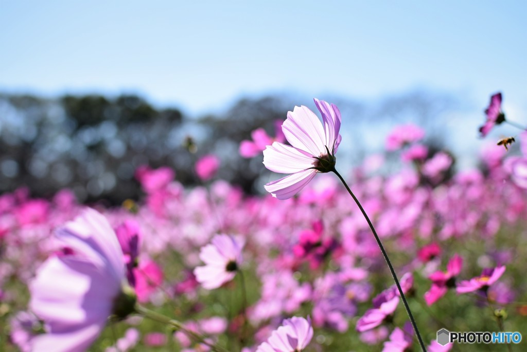 秋桜♪