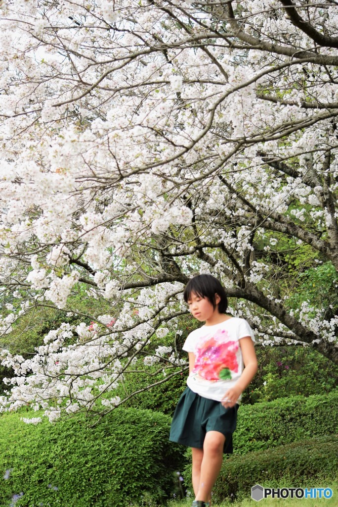 SAKURA Girl♡