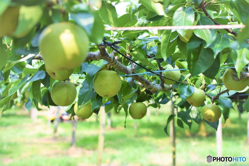 まだまだ青いの～♪