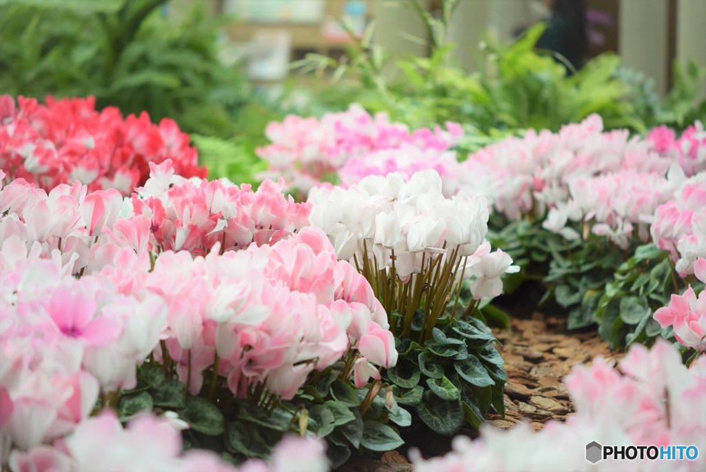 シクラメンロード