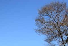 秋空
