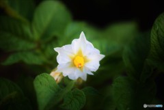 じゃがいもの花♪