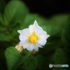 じゃがいもの花♪