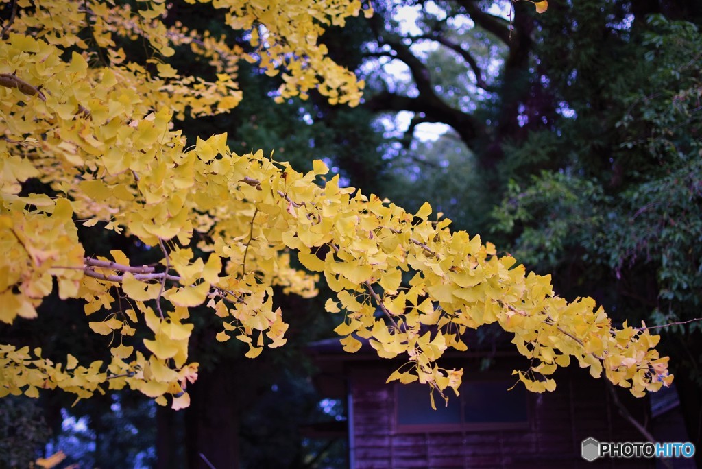 紅葉の頃♪