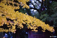 紅葉の頃♪