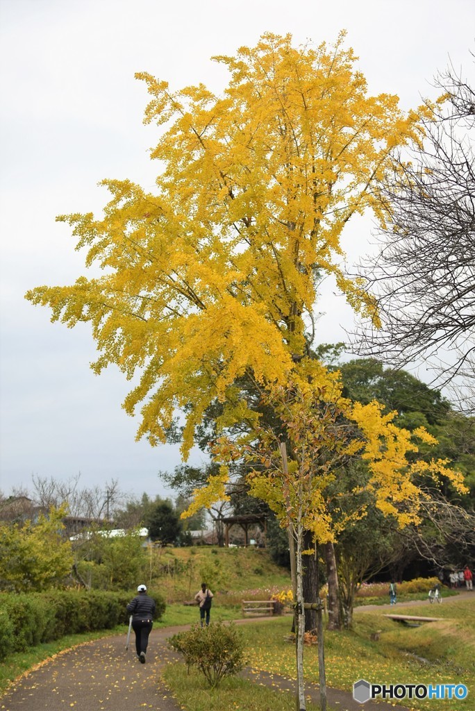 イチョウの散歩道♪