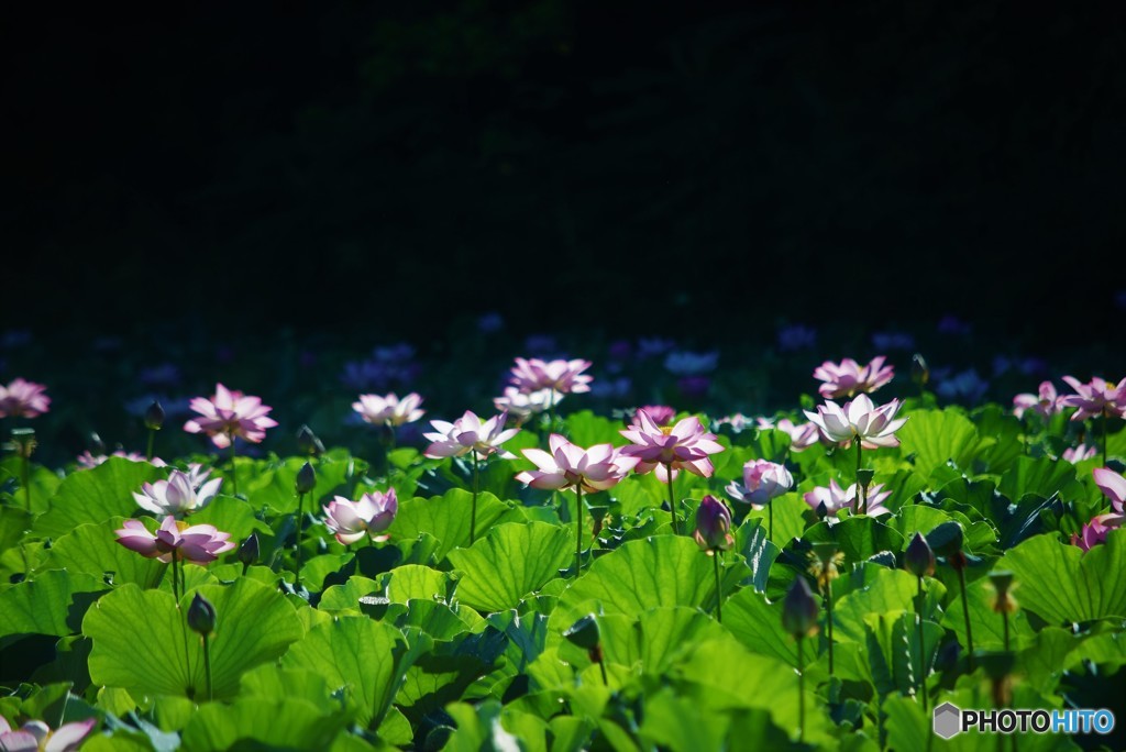 蓮池の朝♪