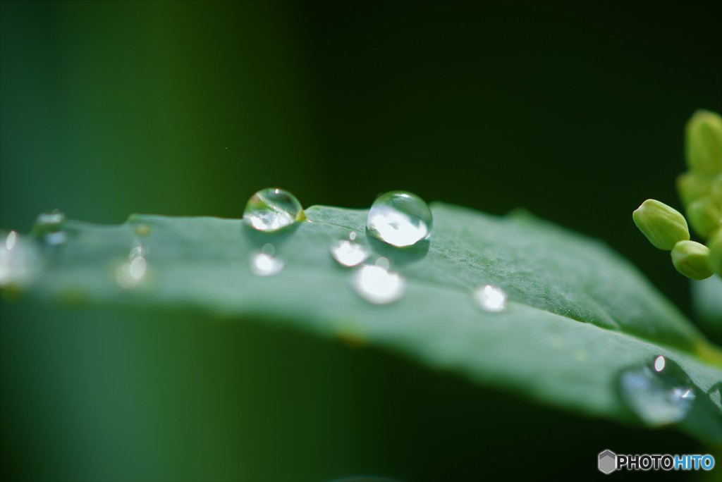 Rain drops♪