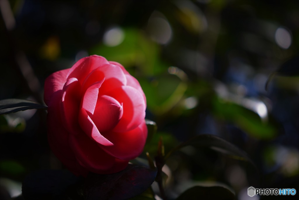 椿花