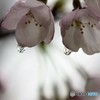 SAKURA Drops♪