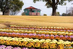 春の風景♪