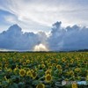 ひまわりのある風景♪