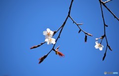 山桜♪