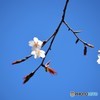山桜♪