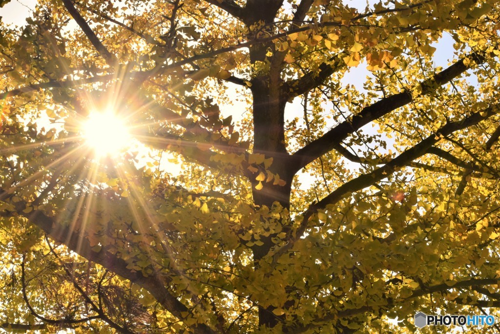 紅葉銀杏♪