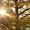 紅葉銀杏♪